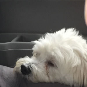 Meet your Posher, Emma